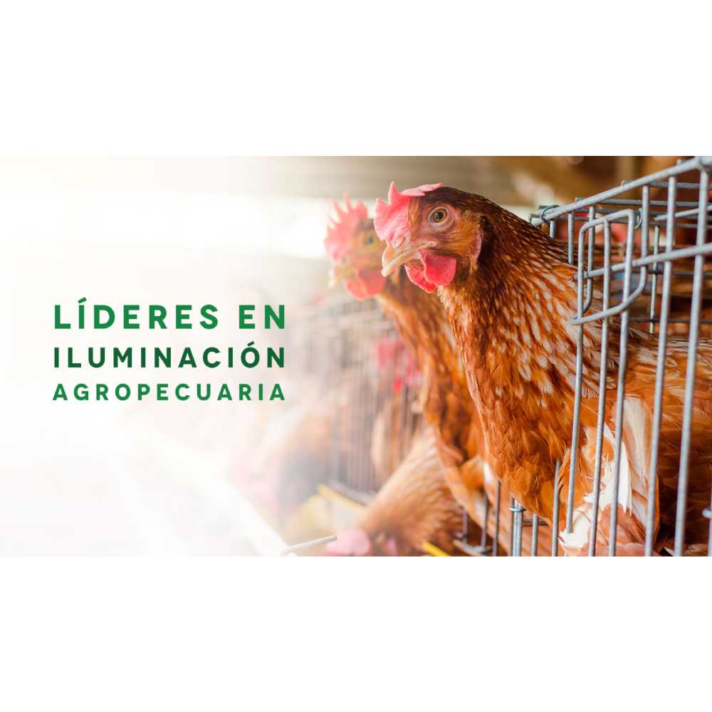 CUARZO 175W GOLD 127V