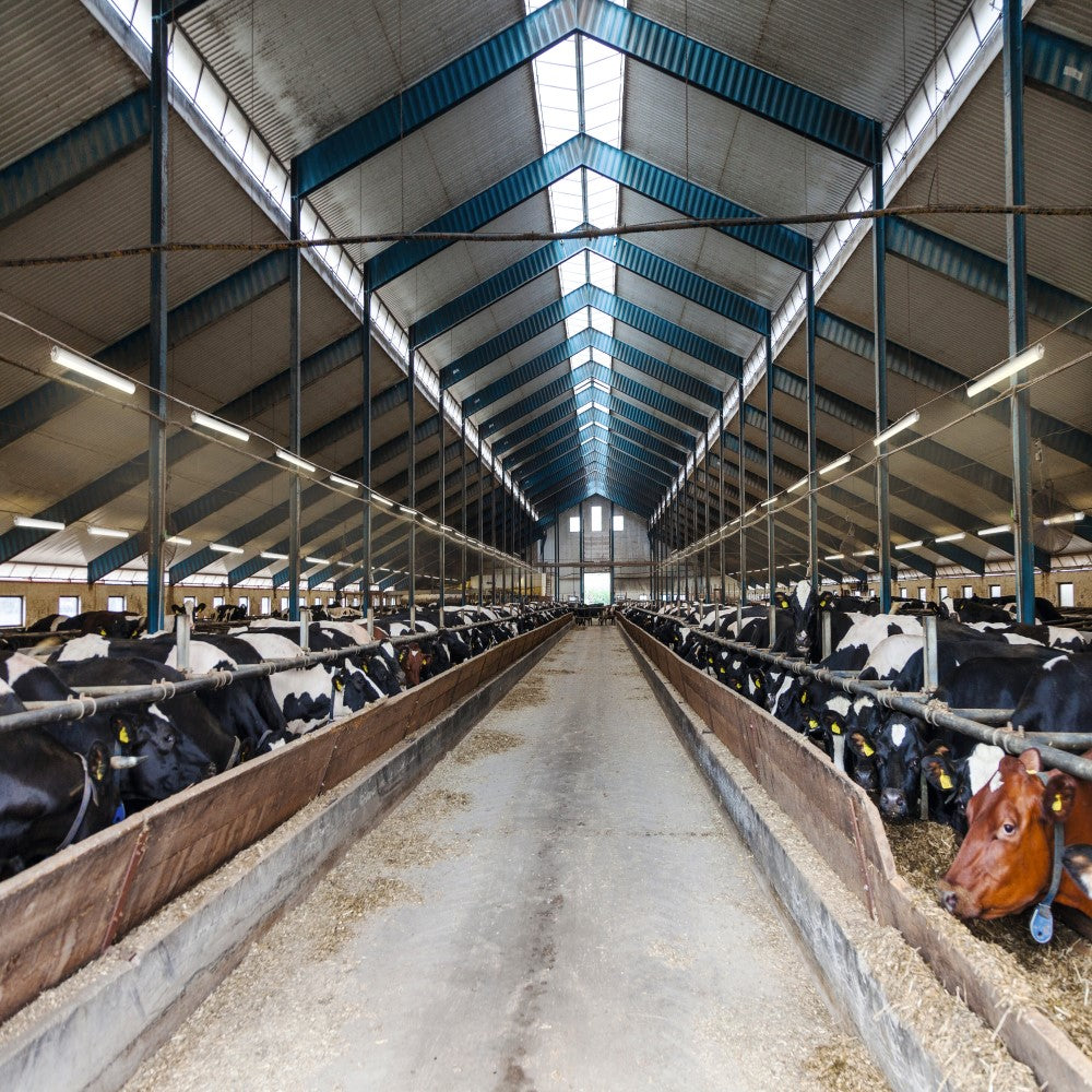 LEDVANCE DAMP PROOF LED PFM 36W/865 100-277V