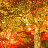 KIT DE 2 PIEZAS DE LAMPARA LED 16W100-277V1800KE27 TECNOLITE